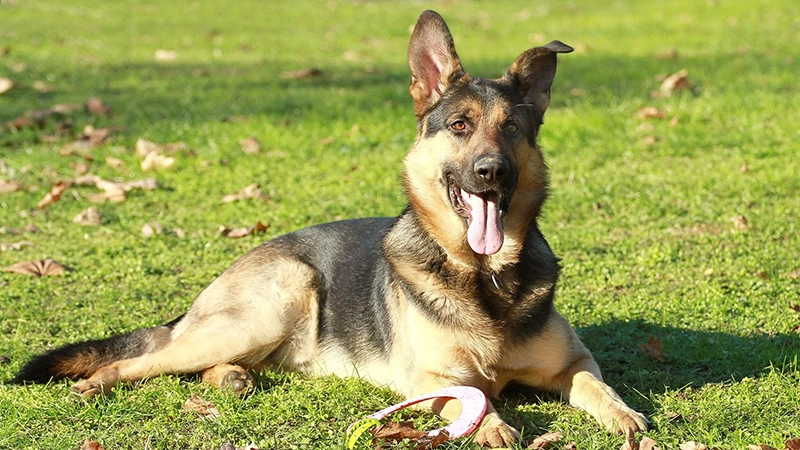 Website Redesigned for Greater Houston German Shepherd Dog Rescue
